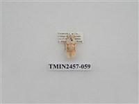 藏品(二斑叉紋苔蛾)的圖片